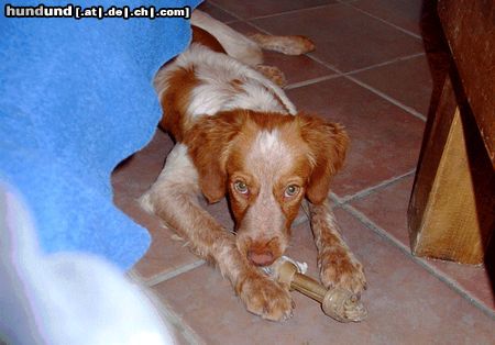 Epagneul Breton Hunde Foto 14636 Epagneul Breton ROIG, 6 MON. (ER WAR DER ÄNGSTLICHSTE HUND AUS DEM TIERHEIM )