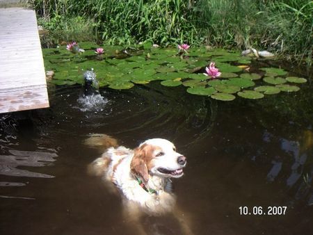 Epagneul Breton Hunde Foto 43047 Epagneul Breton Mein Privatpool