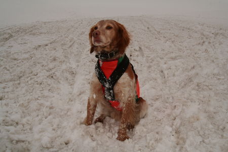 Epagneul Breton Oskar im Schnee