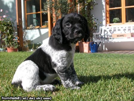 Epagneul Breton Hunde Foto 6569 Epagneul Breton