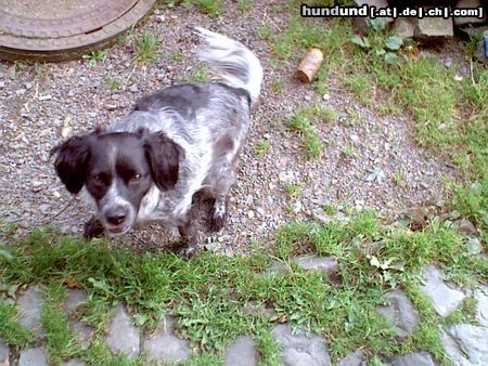 Epagneul Breton Hunde Foto 21563 Epagneul Breton Strolch seit 2jahren aus spanien in deutschland zuhause