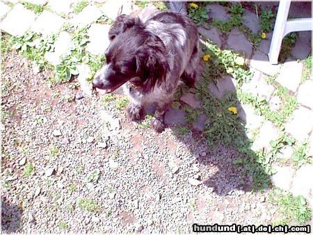 Epagneul Breton Hunde Foto 12617 Epagneul Breton Bin ich lieb bekomme ich nun was?
