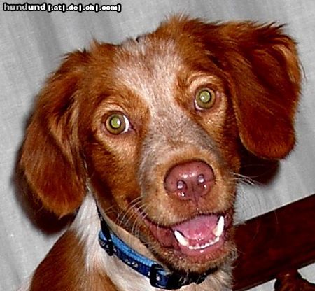 Epagneul Breton Hunde Foto 14665 Epagneul Breton HEY DU, WAS MACHST´N DA?
