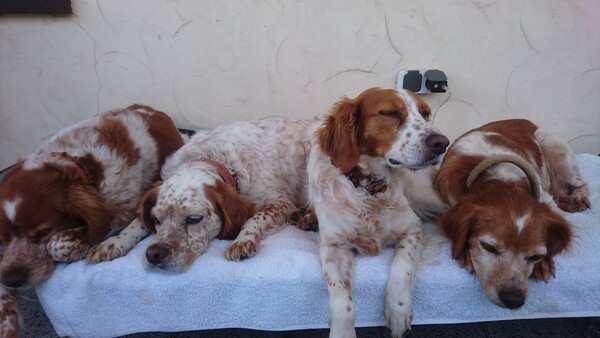 Epagneul Breton Hunde Foto 47772 Epagneul Breton Meine vier Kinder sind tolle Wegbereiter.