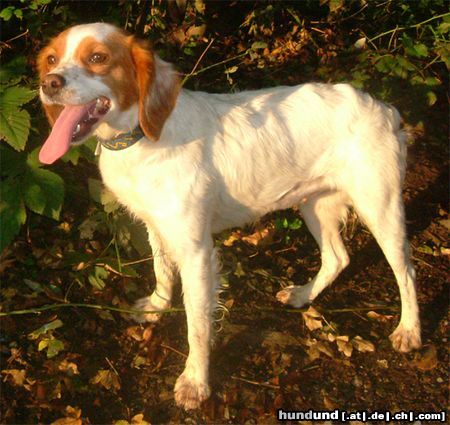 Epagneul Breton Hunde Foto 5991 Epagneul Breton Diese liebe und junge Hündin sucht ein neues Zuhause. Sie wird nur an einen Spitzenplatz abgegeben.