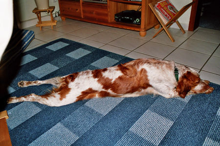 Epagneul Breton Hunde Foto 37259 in höherer Auflösung ansehen Epagneul Breton Boris liegt so am liebsten