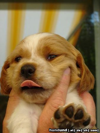 Epagneul Breton Hunde Foto 13537 Epagneul Breton Nala, fast 5 Wochen alt!