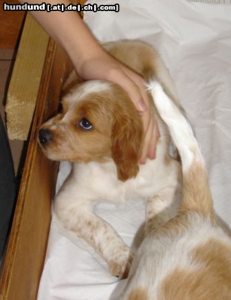 Epagneul Breton Hunde Foto 14120 Epagneul Breton Nala mit 7 Wochen... treuer Hundeblick?!?