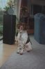 Epagneul Breton Foto: Unser Epagneul Breton (ID 1897) Epagneul Breton Hund