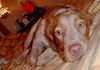 Epagneul Breton Foto: ROIG AUS MENORCA, 8 MONATE (ID 14634) Epagneul Breton Hund