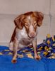 Epagneul Breton Foto: ROIG AUS MENORCA, 8 MONATE (ID 14635) Epagneul Breton Hund
