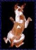 Epagneul Breton Foto: SO SPRINGT NICHT MAL NE KATZE... (ID 14668) Epagneul Breton Hund
