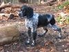 Epagneul Breton Foto: Thelma (5 mois) de la Ferme Saint Jean (France) (ID 1961) Epagneul Breton Hund