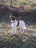 Epagneul Breton Foto: Sheila (ID 3266) Epagneul Breton Hund
