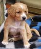 Epagneul Breton Foto: Alex 4 Wochen (ID 1996) Epagneul Breton Hund