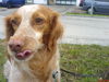 Epagneul Breton Foto: Meine Sita (ID 44938) Epagneul Breton Hund