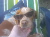 Epagneul Breton Foto: Willy ganz cool!!! (ID 41305) Epagneul Breton Hund