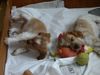 Epagneul Breton Foto: Nala mit ihrem Bruder... (ID 14121) Epagneul Breton Hund