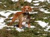 Epagneul Breton Foto: erste begegnung mit dem Schnee (ID 2245) Epagneul Breton Hund