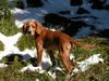 Epagneul Breton Foto: Hira im Schnee (ID 2410) Epagneul Breton Hund