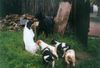 Epagneul Breton Foto: Julie z Taranky (ID 8245) Epagneul Breton Hund