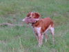 Epagneul Breton Hund