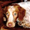 Epagneul Breton Foto: ROIG AUS MENORCA, 7MONATE (ID 14637) Epagneul Breton Hund