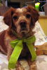 Epagneul Breton Foto: X-Mas 2010 (ID 46217) Epagneul Breton Hund