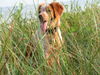 Epagneul Breton Foto: Willy in Dänemark (ID 40848) Epagneul Breton Hund