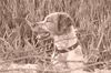 Epagneul Breton Foto: Paco (ID 12507) Epagneul Breton Hund