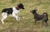 Epagneul Breton Foto: Louis and Lucy playing (ID 9349) Epagneul Breton Hund