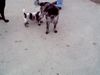 Epagneul Breton Foto: Na wo ist denn da die Milch,geht gar nicht ist ein Rüde (ID 12403) Epagneul Breton Hund