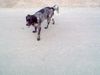 Epagneul Breton Foto: bin ein fundhund aus spanien was bin ich? (ID 12279) Epagneul Breton Hund