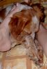 Epagneul Breton Foto: BÄH, DAS HÄLT JA KEINE BRETONNASE AUS... (ID 14667) Epagneul Breton Hund