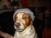 Epagneul Breton Foto: Das ist unser Pascha , wir haben Ihn in Quimper/Frankreich auf dem Markt gekauft. (ID 9800) Epagneul Breton Hund