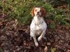 Epagneul Breton Foto: Das ist unser Pascha , wir haben Ihn in Quimper/Frankreich auf dem Markt gekauft. (ID 9799) Epagneul Breton Hund