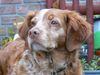 Epagneul Breton Foto: Wo ist der Fasan? (ID 36505) Epagneul Breton Hund