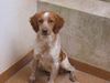 Epagneul Breton Foto: Hola, soy Pacito aus Palma... (ID 12510) Epagneul Breton Hund