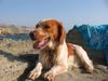 Epagneul Breton Foto: Paco an der Playa Azul (ID 32053) Epagneul Breton Hund