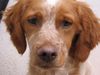Epagneul Breton Foto: Pacito (ID 12508) Epagneul Breton Hund