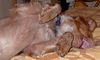 Epagneul Breton Foto: SO RICHTIG NETT IST´S NUR IM BETT (ID 14672) Epagneul Breton Hund
