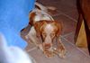 Epagneul Breton Foto: ROIG, 6 MON. (ER WAR DER ÄNGSTLICHSTE HUND AUS DEM TIERHEIM ) (ID 14636) Epagneul Breton Hund