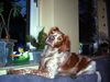 Epagneul Breton Foto: Ich pass hier auf! (ID 18966) Epagneul Breton Hund