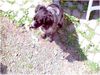 Epagneul Breton Foto: Bin ich lieb bekomme ich nun was? (ID 12617) Epagneul Breton Hund