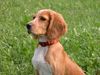 Epagneul Breton Foto: mein Name ist Hira! (ID 2347) Epagneul Breton Hund