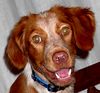 Epagneul Breton Foto: HEY DU, WAS MACHST´N DA? (ID 14665) Epagneul Breton Hund