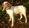 Epagneul Breton Foto: Diese liebe und junge Hündin sucht ein neues Zuhause. Sie wird nur an einen Spitzenplatz abgegeben. (ID 5991) Epagneul Breton Hund