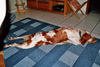 Epagneul Breton Foto: Boris liegt so am liebsten (ID 37259) Epagneul Breton Hund