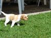 Epagneul Breton Foto: Nala auf Entdeckungsreise... (ID 13539) Epagneul Breton Hund