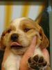 Epagneul Breton Foto: Nala, fast 5 Wochen alt! (ID 13537) Epagneul Breton Hund